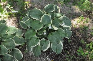 Hosta 'Pizzazz' Plantain Lily from Kansas Roots