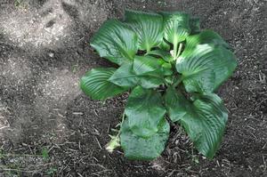 Hosta 'Potomac Pride' Plantain Lily from Kansas Roots
