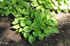 Hosta 'Radiant Edger' Plantain Lily from Kansas Roots