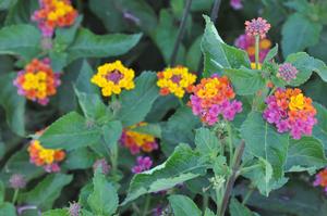 Lantana camara 'Patriot™ Classic™ Series' Lantana from Kansas Roots