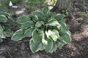 Hosta 'Regal Splendor' Plantain Lily from Kansas Roots