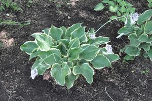 Hosta 'Sagae' Plantain Lily from Kansas Roots
