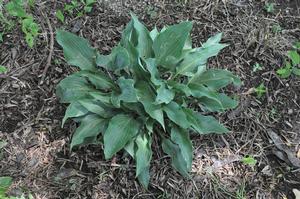 Hosta 'Salute' Plantain Lily from Kansas Roots