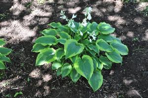 Hosta 'Satisfaction' Plantain Lily from Kansas Roots
