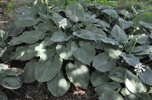 Hosta 'Samuel Blue' Plantain Lily from Kansas Roots
