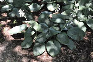 Hosta 'Sea Lotus Leaf' Plantain Lily from Kansas Roots