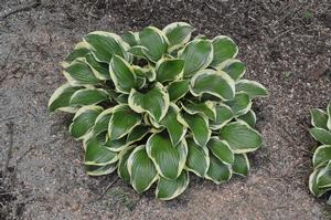 Hosta 'Shade Fanfare' Plantain Lily from Kansas Roots