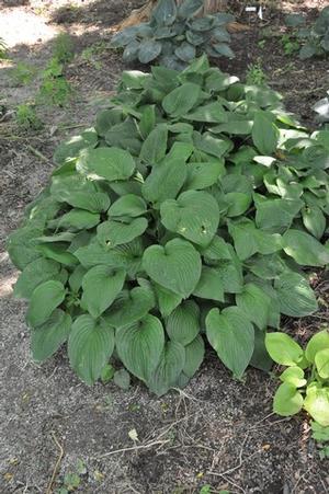 Hosta sieboldiana var. elegans Plantain Lily from Kansas Roots