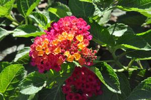 Lantana camara 'Patriot Hot Country' Lantana from Kansas Roots
