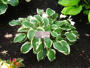 Hosta 'So Sweet' Plantain Lily from Kansas Roots