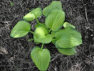 Hosta 'Stained Glass' Plantain Lily from Kansas Roots