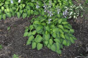Hosta 'Sweet Home Chicago' Plantain Lily from Kansas Roots