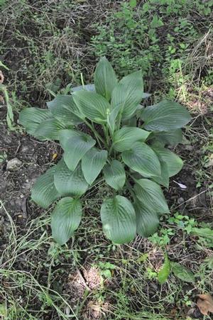 Hosta 'Wheaton Blue' Plantain Lily from Kansas Roots