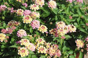 Lantana camara 'South Beach™ Compact Coral' Lantana from Kansas Roots