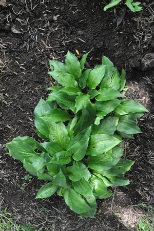 Hosta yingeri Plantain Lily from Kansas Roots