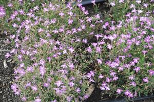 Lobelia 'Lucia® Lavender Blush' Lobelia from Kansas Roots