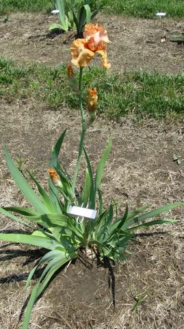 Iris germanica 'Autumn Riesling' Bearded Iris from Kansas Roots