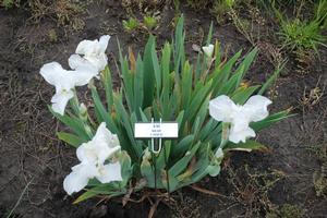 Iris germanica 'Bama Baby' Bearded Iris from Kansas Roots