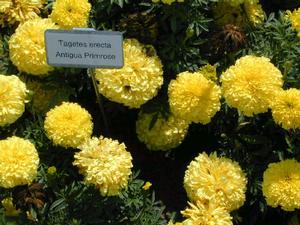 Tagetes erecta 'Antigua Primrose' African Marigold from Kansas Roots