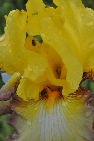 Iris germanica 'Clothed in Glory' Bearded Iris from Kansas Roots