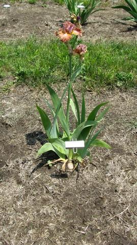 Iris germanica 'Copper Bubble Bath' Bearded Iris from Kansas Roots