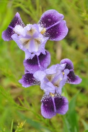 Iris germanica 'Dividing Line' Bearded Iris from Kansas Roots