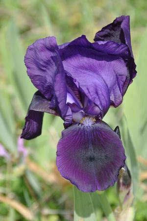 Iris germanica 'Eleanor Roosevelt' Bearded Iris from Kansas Roots