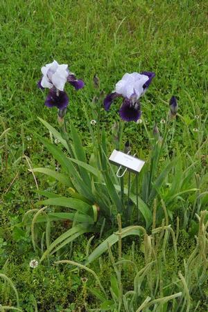 Iris germanica 'Elizabeth Noble' Bearded Iris from Kansas Roots