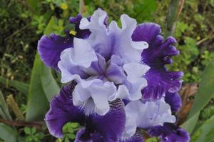 Iris germanica 'Fabulous One' Bearded Iris from Kansas Roots