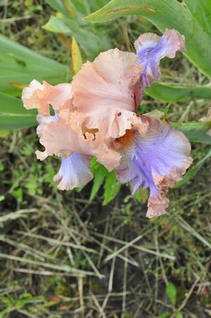 Iris germanica 'Florentine Silk' Bearded Iris from Kansas Roots