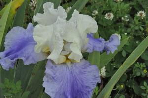 Iris germanica 'Fuji Skies' Bearded Iris from Kansas Roots