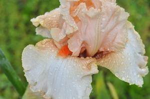 Iris germanica 'Guilt Free Sample' Bearded Iris from Kansas Roots