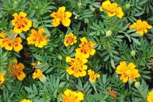 Tagetes patula 'Disco series' French Marigold from Kansas Roots