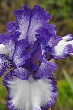 Iris germanica 'Liberty Classic' Bearded Iris from Kansas Roots