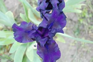 Iris germanica 'Midsummer Night's Dream' Bearded Iris from Kansas Roots