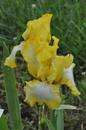 Iris germanica 'Miss Charlotte' Bearded Iris from Kansas Roots