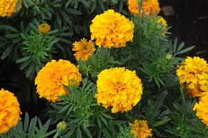 Tagetes erecta 'Discovery series' African Marigold from Kansas Roots
