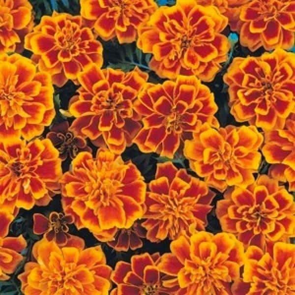Blooms upon blooms!