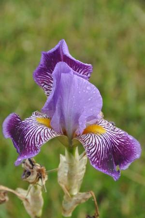 Iris germanica 'Missus Bee' Bearded Iris from Kansas Roots