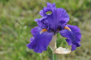 Iris germanica 'Paul Black' Bearded Iris from Kansas Roots