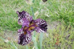 Iris germanica 'Peggy Anne' Bearded Iris from Kansas Roots