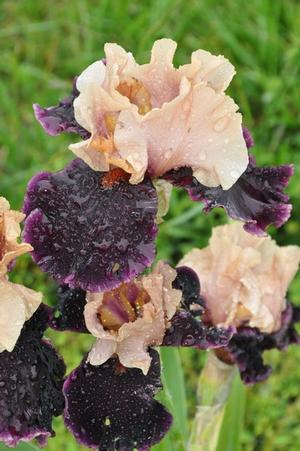 Iris germanica 'Prague' Bearded Iris from Kansas Roots