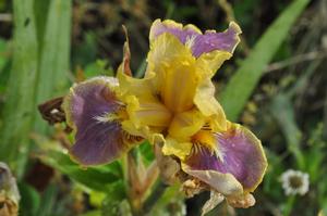 Iris germanica 'Sari's Dance' Bearded Iris from Kansas Roots