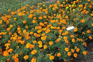 Tagetes patula 'Hero series' French Marigold from Kansas Roots