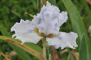 Iris germanica 'Sharper Image' Bearded Iris from Kansas Roots
