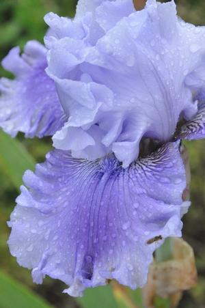 Iris germanica 'Solo Flight' Bearded Iris from Kansas Roots