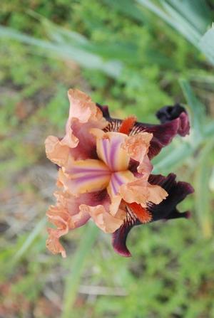 Iris germanica 'Some Like It Hot' Bearded Iris from Kansas Roots