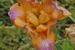 Iris germanica 'Whoopsidaisy' Bearded Iris from Kansas Roots