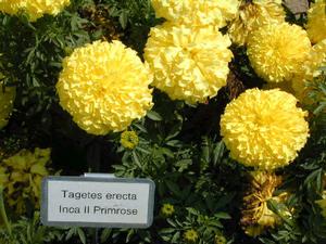 Tagetes erecta 'Inca II Primrose' African Marigold from Kansas Roots