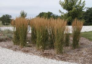 Calamagrostis x acutiflora 'Karl Foerster' Feather Reed Grass from Kansas Roots